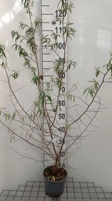 Hippophae rhamnoides - pot 2L - 50-60 cm -