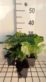 Helleborus or.'Pretty Ellen Spotted'- pot 9x9 cm