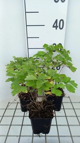Thalictrum 'Black Stockings' - pot 9x9 cm -