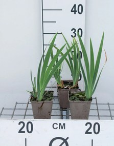 Iris 'Brassie' - pot 9x9 cm