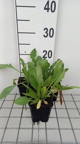 Gaillardia 'Aurea Pura' - pot 9x9 cm