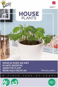 Buzzy seeds - bloemzaden - House Plants Mimosa Pudica - Kruidje roer me niet