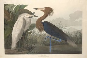 Kunstreproductie Purple Heron, 1835, John James (after) Audubon