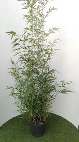 Phyllostachys aurea - pot 10L - 125-150 cm