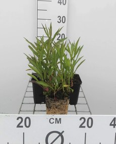 Aster 'Jenny' - pot 9x9 cm -