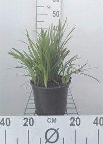 Liriope muscari - pot 3L