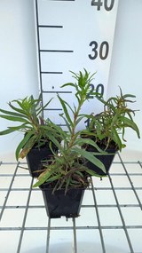 Gypsophila paniculata 'Flamingo' - pot 9x9 cm -