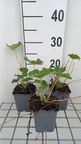 Alcea rosea 'Charters Weiss' - pot 9x9 cm -
