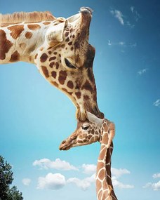 Kunstfotografie Mother giraffe nuzzling calf's head, Gandee Vasan, (30 x 40 cm)