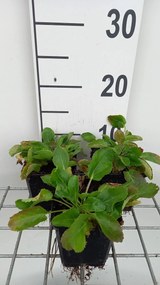 Eryngium planum - pot 9x9 cm -