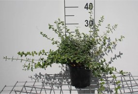 Euonymus fortunei 'Emerald Gaiety' - pot 1,3L - 15-20 cm -