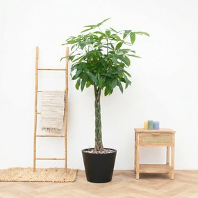 Combi Deal - Pachira Aquatica inclusief pot Bucket - 150cm