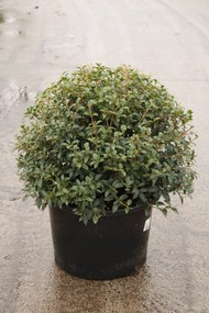 Osmanthus x burkwoodii - pot - bolvorm diameter 60+ cm