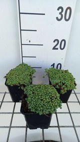 Sedum hispanicum - pot 9x9 cm -