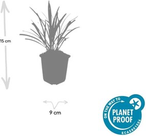 Liriope Muscari 'Ingwersen' - 20cm
