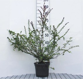 Lonicera nitida 'Red Tips' - pot - 20-25 cm