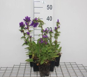 Campanula glomerata 'Superba' - pot 9x9 cm -
