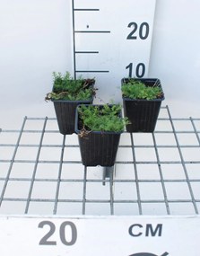 Chamaemelum nobile 'Treneague' - pot 9x9 cm (Kamille 'Loopkamille') -