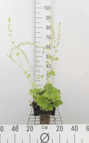 Tellima grandiflora - pot 9x9 cm -