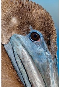 Goossens Schilderij Pelican Wildlife, 148 x 98 cm