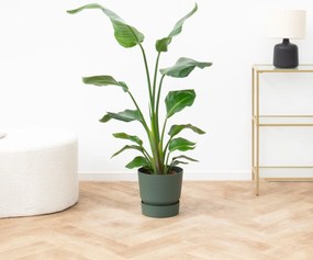 Strelitzia Nicolai - 100cm