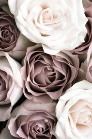 Foto Roses, Studio Collection, (26.7 x 40 cm)