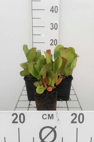 Bergenia cordifolia 'Purpurea' - pot 9x9 cm -