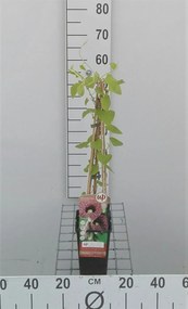 Aristolochia macrophylla - pot - 50-60 cm