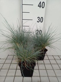 Festuca ovina - pot 9x9 cm -
