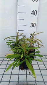 Solidago 'Loysder Crown' - pot 9x9 cm