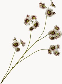 Leucocoryne tak