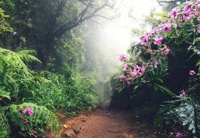 Foto Walking Path On Madeira Island, borchee, (40 x 26.7 cm)