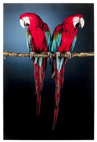 Kare Design Twin Parrot Glas Schilderij Papegaaien