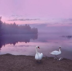 Foto Mute swans with cygnets, Milamai, (40 x 40 cm)