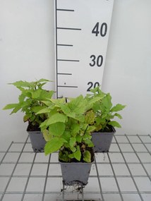 Eupatorium rugosum - pot 9x9 cm -