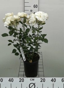 Rosa 'Witte Tros' - pot