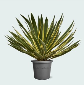 Yucca Gloriosa Variegata - 80 cm