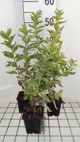 Lysimachia punctata 'Alexander' - pot 9x9 cm -