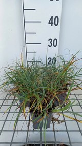 Carex flacca 'Blue Zinger' - pot 9x9 cm