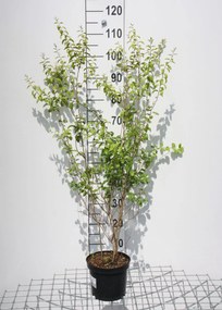 Spiraea prunifolia - pot 3L - 40-60 cm