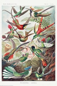 Poster Ernst Haeckel - Kolibris