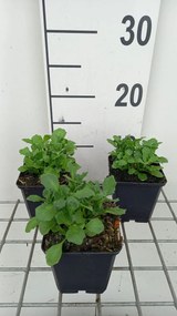 Aubrieta 'Whitewell Gem' - pot 9x9 cm
