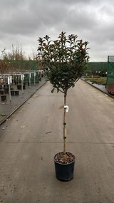 Photinia x fraseri 'Carré Rouge' - pot 15L - halfstam boom -