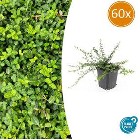 Euonymus fortunei 'Minimus' - 20cm