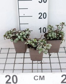 Lamium maculatum 'Beacon Silver' - pot 9x9 cm -