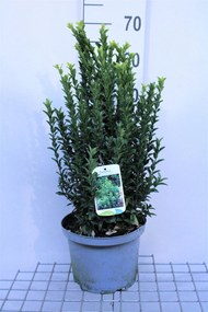 Euonymus japonicus 'Green Spire' - pot 5L - 40-60 cm -