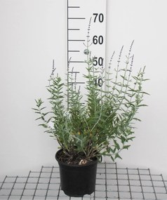 Perovskia 'Blue Spire' - pot - 30-40 cm