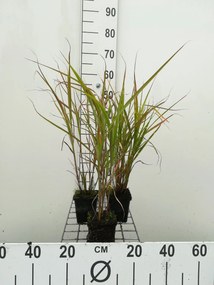 Miscanthus sinensis 'Zebrinus' - pot 9x9 cm -