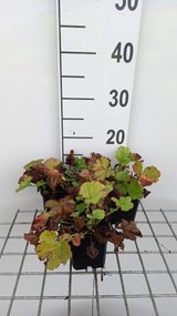 Geum 'Lemon Drops' - pot 9x9 cm