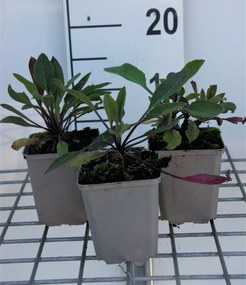 Hesperis matronalis 'Alba' - pot 9x9 cm